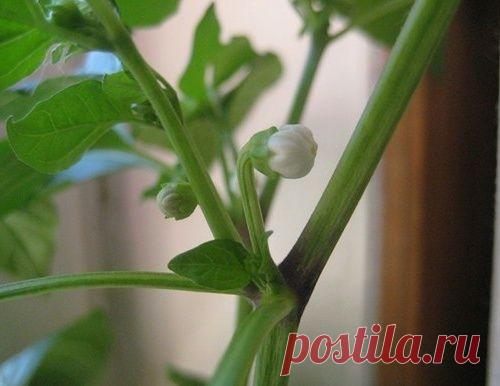 ЕСЛИ ПЕРЕЦ НЕ ДАЕТ ИЛИ СБРАСЫВАЕТ БУТОНЫ