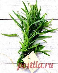 Польза тархуна