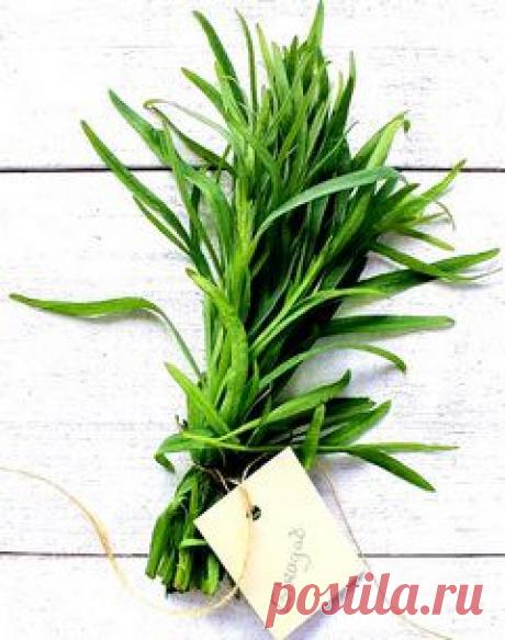 Польза тархуна