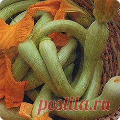 тыква тромбон - Поиск в Google