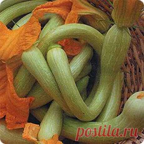 тыква тромбон - Поиск в Google