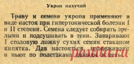 Укроп при гипертонии