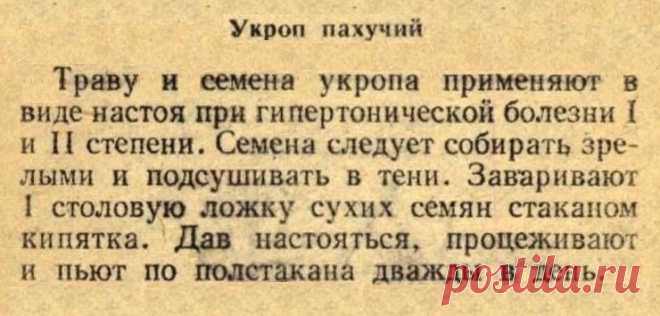 Укроп при гипертонии