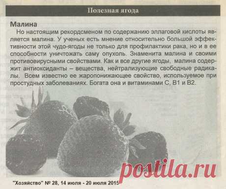 Малина