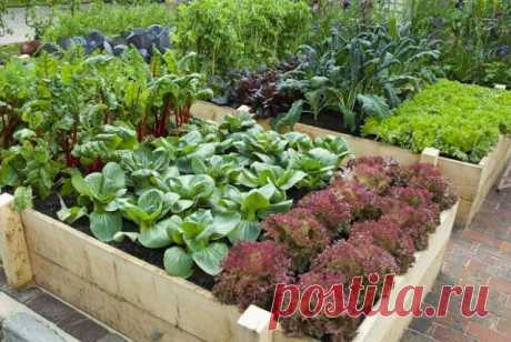 Плюсы и минусы высоких грядок | На грядке (Огород.ru)