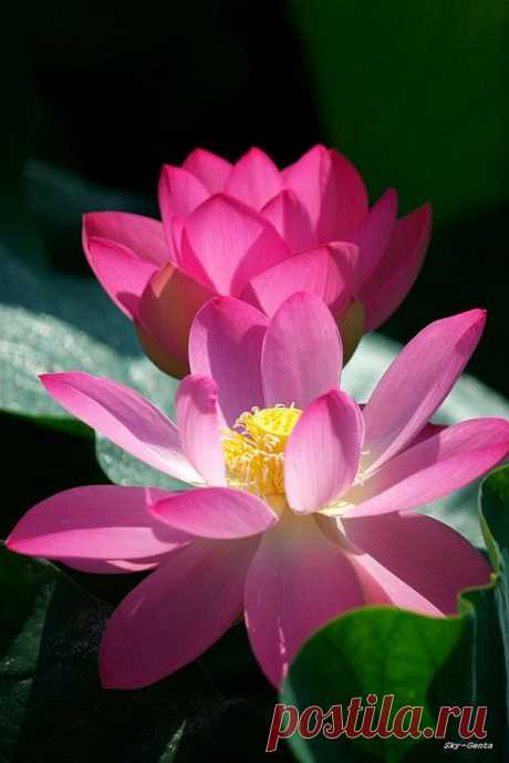 Pink Lotus Flowers,  flickr от Sky-Genta   |  Pinterest • Всемирный каталог идей