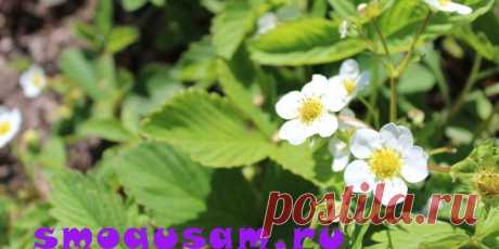 📌 Весенняя подкормка и обработка клубники #клубника #подкормки... | Интересный контент в группе Будь с урожаем!
