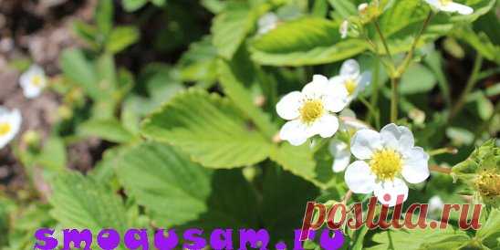 📌 Весенняя подкормка и обработка клубники #клубника #подкормки... | Интересный контент в группе Будь с урожаем!