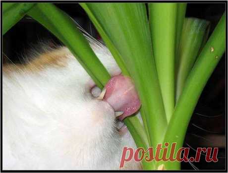 Коты - гурманы (28 фото) - 10 Октября 2008 - Котейко - все о кошках и котах.