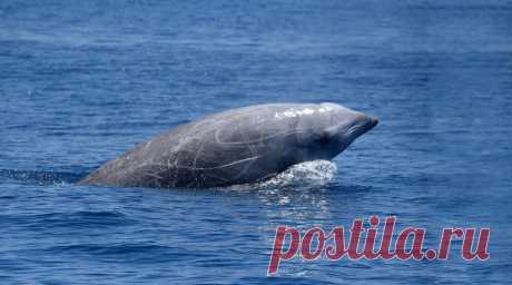 Животные, которые удивили нас в 2020 году (часть 6-я) | Batrachospermum Magazine | Яндекс Дзен