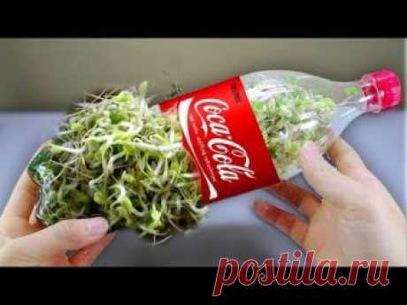 Using a coca cola bottle to grow bean sprouts at home - Amazing life hack! *Using a Milk carton to grow bean sprouts at home: https://goo.gl/is999t How to gr...