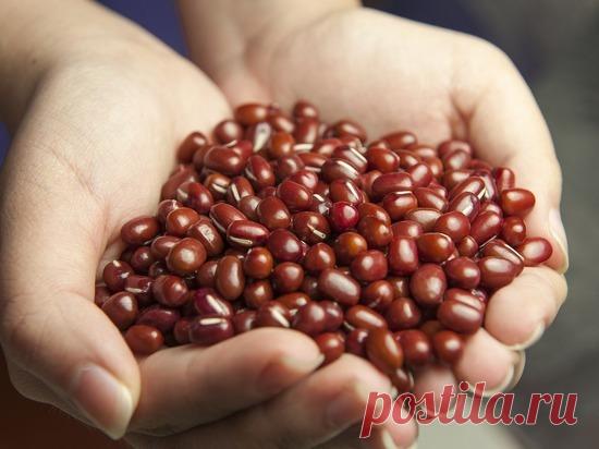 Назван дешевый источник белка, который снижает уровень холестерина - МК