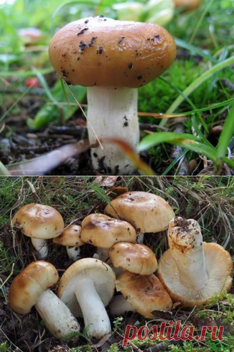 Грибы валуи: +29 фото, как выглядят и описание