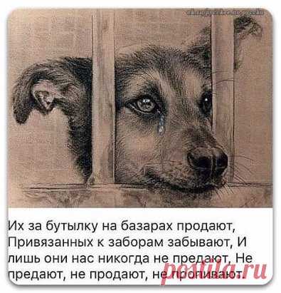 Бог дал нам Собак, чтобы научить любить...