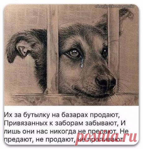 Бог дал нам Собак, чтобы научить любить...