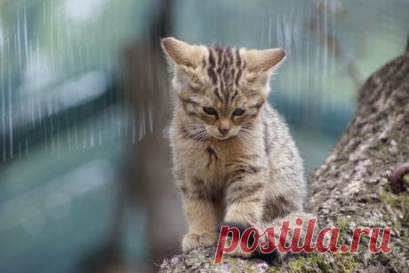 Дикие кошки, которых так и хочется забрать себе домой! | Ололо - смешные картинки и веселые истории