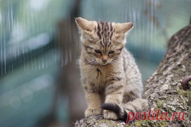 Дикие кошки, которых так и хочется забрать себе домой! | Ололо - смешные картинки и веселые истории