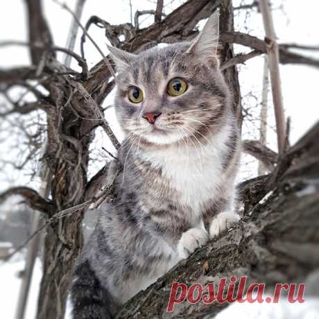 Марина Миротина https://vk.com/id265257743 
Ириска ищет дом! 
Она была найдена в Ревде, явно бывшедомашняя. Добродушная,но немного сама по себе.Есть такие кошки.,они обычно сами приходят на ручки,когда сочтут нужным.И от вас зависит КАК она сможет расцвести в вашем доме. Задатки все есть. Стерилизована,В лоток ходит хорошо,без проблем.Кушают сухой корм,но и влажный любят. Находится в настоящее на временной передержке. ОЧЕНЬ КРАСИВАЯ КОШКА! 
Звоните куратору: 89068040208 Марине.