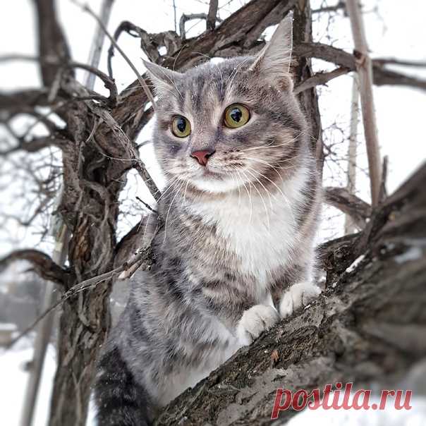 Марина Миротина https://vk.com/id265257743 
Ириска ищет дом! 
Она была найдена в Ревде, явно бывшедомашняя. Добродушная,но немного сама по себе.Есть такие кошки.,они обычно сами приходят на ручки,когда сочтут нужным.И от вас зависит КАК она сможет расцвести в вашем доме. Задатки все есть. Стерилизована,В лоток ходит хорошо,без проблем.Кушают сухой корм,но и влажный любят. Находится в настоящее на временной передержке. ОЧЕНЬ КРАСИВАЯ КОШКА! 
Звоните куратору: 89068040208 Марине.