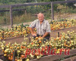 Что любят и не любят томаты.