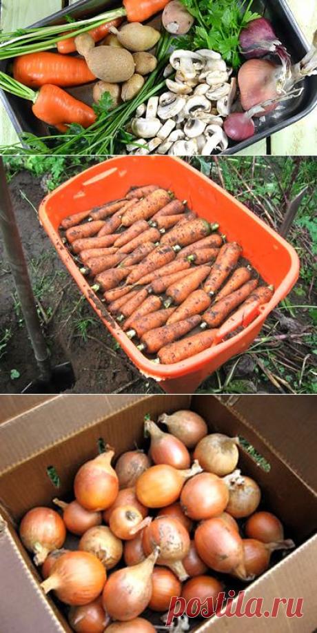 Как хранить овощи дома