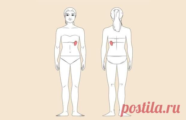 Где находится селезенка у человека: функции и возможные заболевания - ПолонСил.ру - социальная сеть здоровья - Медиаплатформа МирТесен Селезенка расположена в верхней левой части брюшной полости и играет важную роль в работе иммунной системы, а также выполняет ряд других функций. Подробнее обо всем этом мы вместе с нашим экспертом расскажем в статье. Селезенка — важный орган иммунной и кроветворной системы, расположенный в левом - 30 декабря - 43594559060 - Медиаплатформа МирТесен