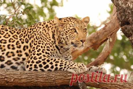 Leopard 3 Leopard