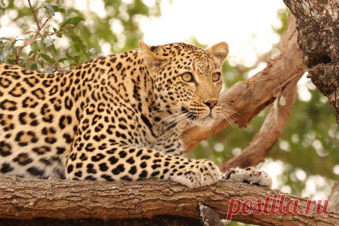 Leopard 3 Leopard