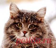 Нестандартные животные в стандартной квартире / Surfingbird - проводи время с пользой для себя!