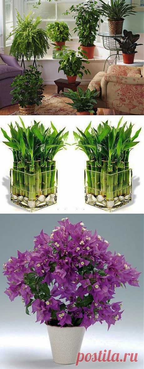 ЦВЕТЫ И ХОРОШЕЕ НАСТРОЕНИЕ | Я ЗДОРОВ!