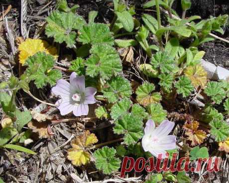 Просвирник пренебреженный (Malva neglecta)
Мое поколение хорошо знает это невысокое растение с детства, так как не было ни одного ребенка, который бы не попробовал «калачики» (зеленые плоды, которые при созревании распадались на 14 плодиков).
Шпинат и шпинатные растения: рецепты необычных блюд