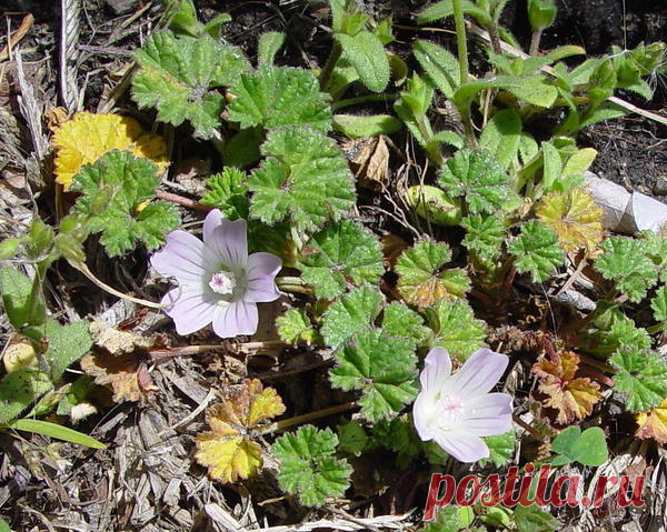 Просвирник пренебреженный (Malva neglecta)
Мое поколение хорошо знает это невысокое растение с детства, так как не было ни одного ребенка, который бы не попробовал «калачики» (зеленые плоды, которые при созревании распадались на 14 плодиков).
Шпинат и шпинатные растения: рецепты необычных блюд