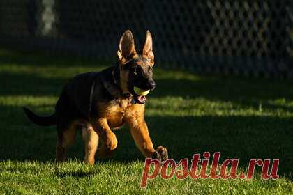 Байден завел щенка. Президент США Джо Байден завел щенка немецкой овчарки по кличке Коммандер. Щенка американскому лидеру подарили родственники. Пресс-секретарь супруги президента Джилл Байден Майкл Лароса подтвердил, что у четы появился новый питомец. Также у Байдена есть овчарка по кличке Мейджор.