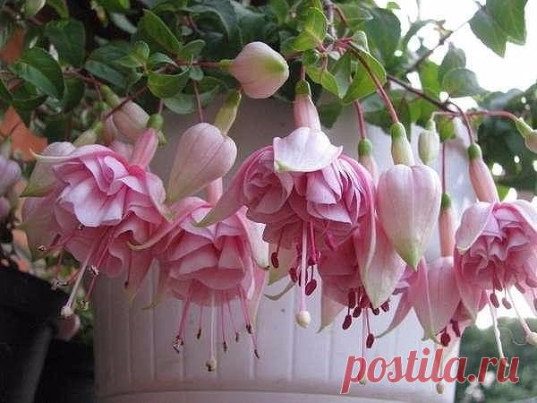 КАК ПРАВИЛЬНО УХАЖИВАТЬ ЗА ФУКСИЕЙ

Фуксия является очень красивым домашним растением. За красивейшие цветки фуксию многие называют балеринкой. Ухаживать за ней очень просто, так как она не особенно прихотлива. Цветет фуксия очень долгое время: с весны до осени.

На сегодняшний день выведено огромное количество сортов фуксии. Расти фуксия, будет хорошо и на открытом воздухе и в закрытых помещениях. Но следует помнить, что фуксия очень плохо переносит зимние холода, поэтому...