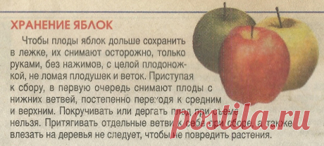 Хранение яблок