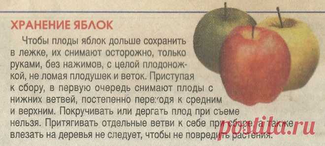 Хранение яблок