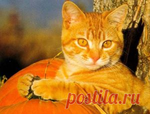 Что вы знаете о кошках?(часть-2)