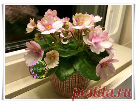 Применяю способ "стакан в стакан с подстраховкой" для полива фиалок. Зацветают моментально и корней — полно. Делюсь | Палисадничек | Яндекс Дзен