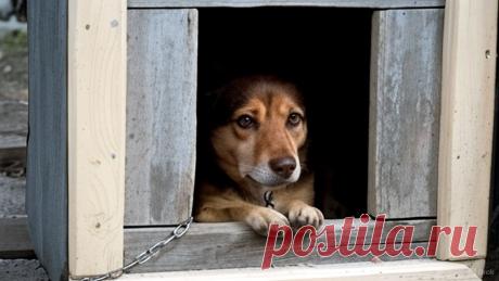 Огурчики - OGADANIE.RU