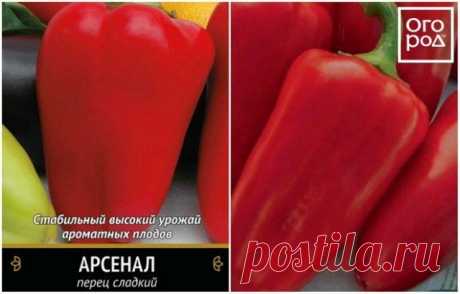 Лучшие сорта сладкого перца для средней полосы России | Перец, баклажаны (Огород.ru)