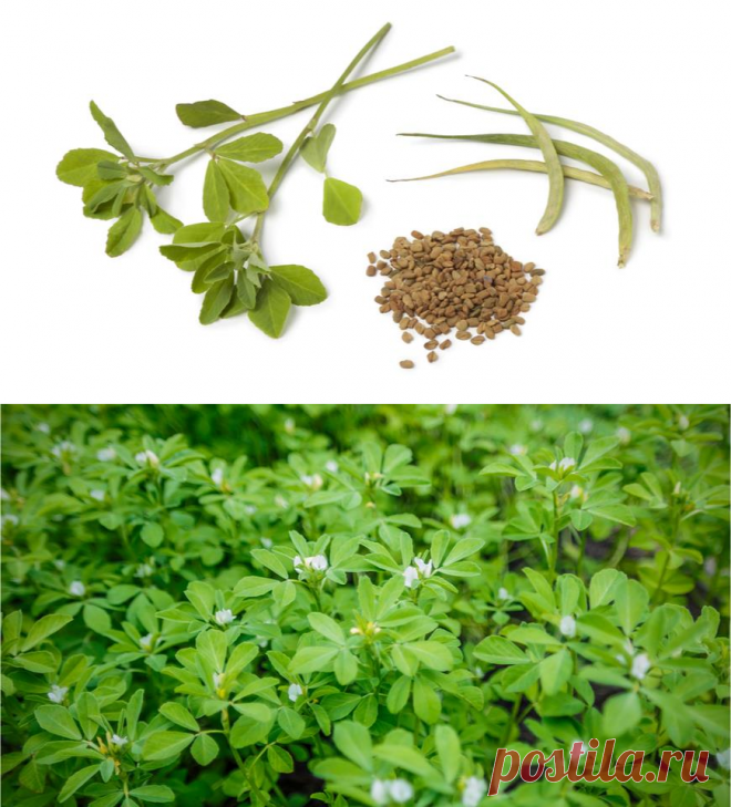 Съедобная шамбала: чудо-семена, о которых мы забыли