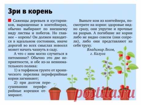Выбираем саженцы деревьев и кустрников в контейнерах