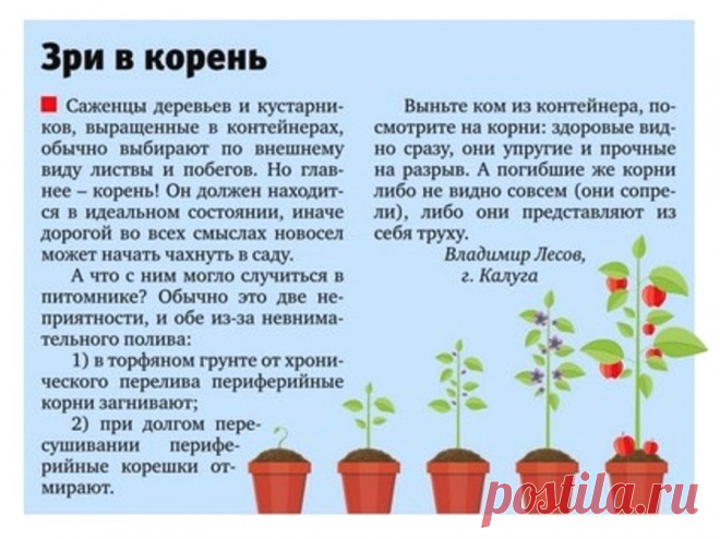 Выбираем саженцы деревьев и кустрников в контейнерах