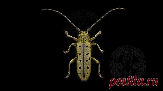 Saperda perforata www.dantis.net/x3/  Dešimtdėmis drebulenis,  Saperda perforata, Скрипун продырявленный Lithuania. Linkaičiai, Stankūnas Rimantas, 2019