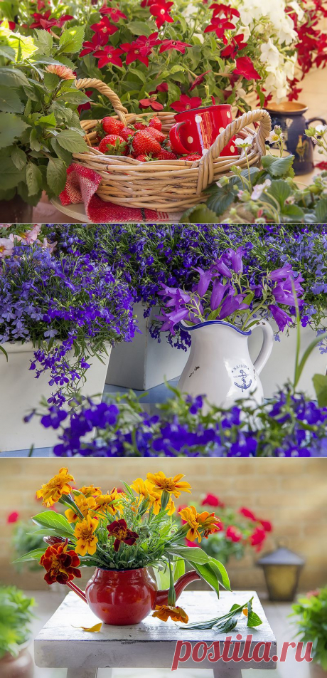 Балконные страсти! Лобелия, герань.