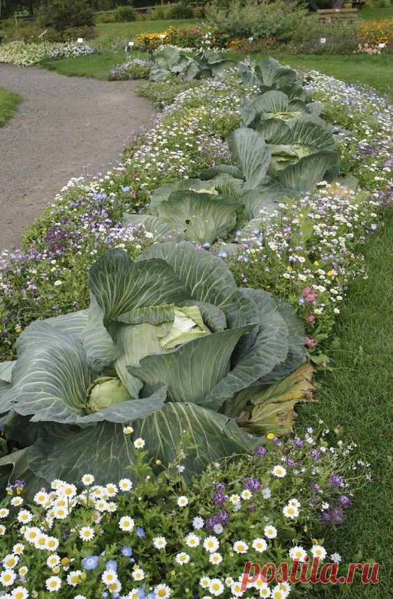 Gardening in zone 1 isn't for the faint of heart. Planting choices must be acclimated to the tundra and harsh conditions. Click here for a list of cold hardy plants that can withstand temperatures of…