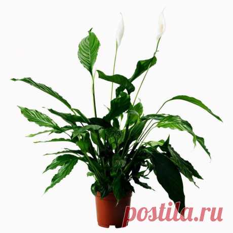 Домашние растения, которые очищают воздух / Домоседы
