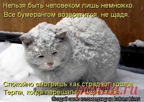 Уфф!!! Ну наконец-то! Котоматрицы великолепные, каждая с улыбкой, позитивом и хорошим настроением!