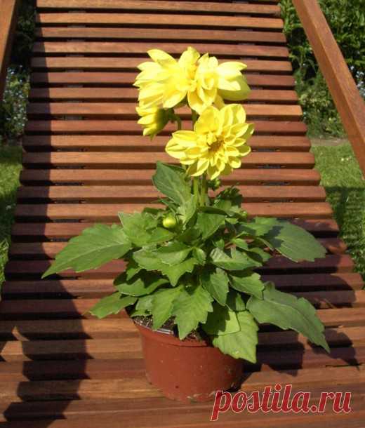 Цветы, похожие на «ромашку» — 6 соток