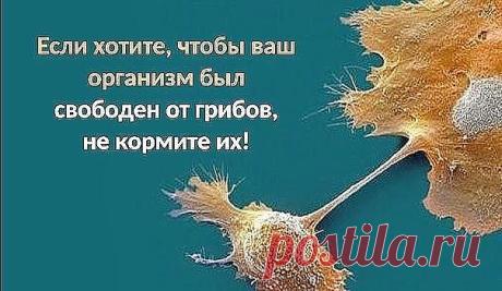 Если хотите, чтобы ваш организм был свободен от грибов, не кормите их
Грибы – это другая цивилизация, при этом самая древняя, практически вечная субстанция. Вытравить грибы из организма человека очень-очень сложно. Если грибок уже заселился, и, условно говоря, развил свою грибницу, то возникают достаточно сложные проблемы.
Грибы бывают разные. Бывают, якобы благородные грибы, бывают низшие грибы (называются плесень). У грибов очень много марок, очень много названий, более ...